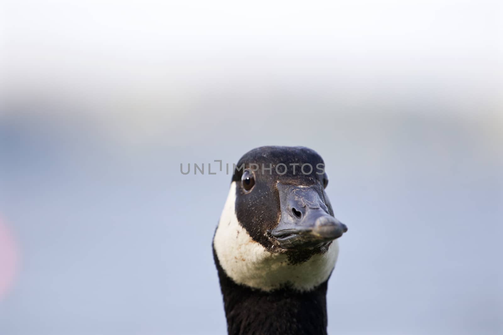 Funny head of a serious cackling goose