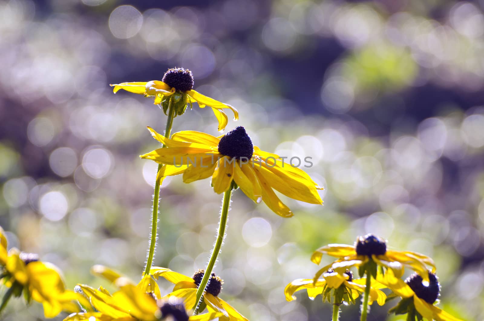 beautiful yellow rudbeckia flowers in morning sunlight