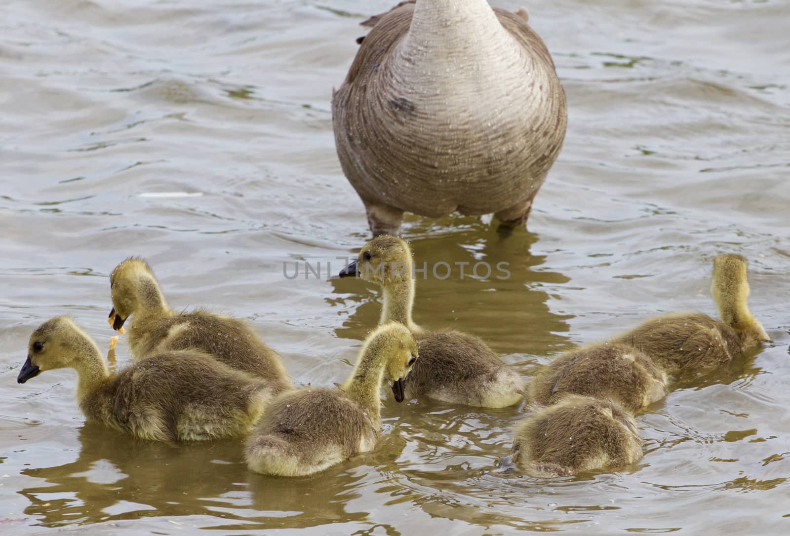 Nursery school for the geese by teo