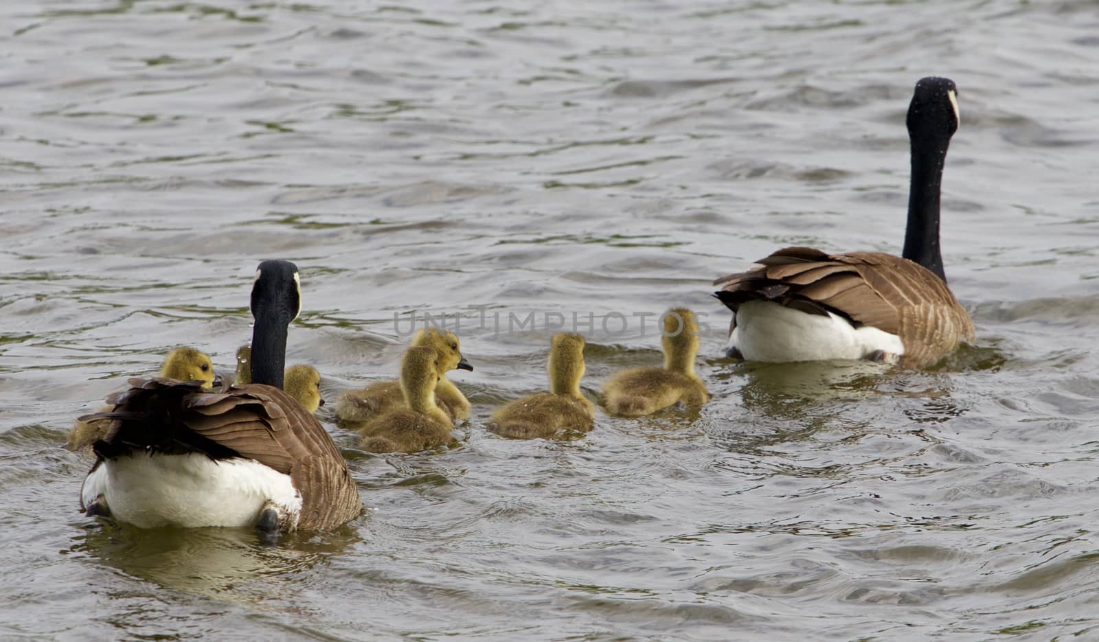 The geese family convoy by teo