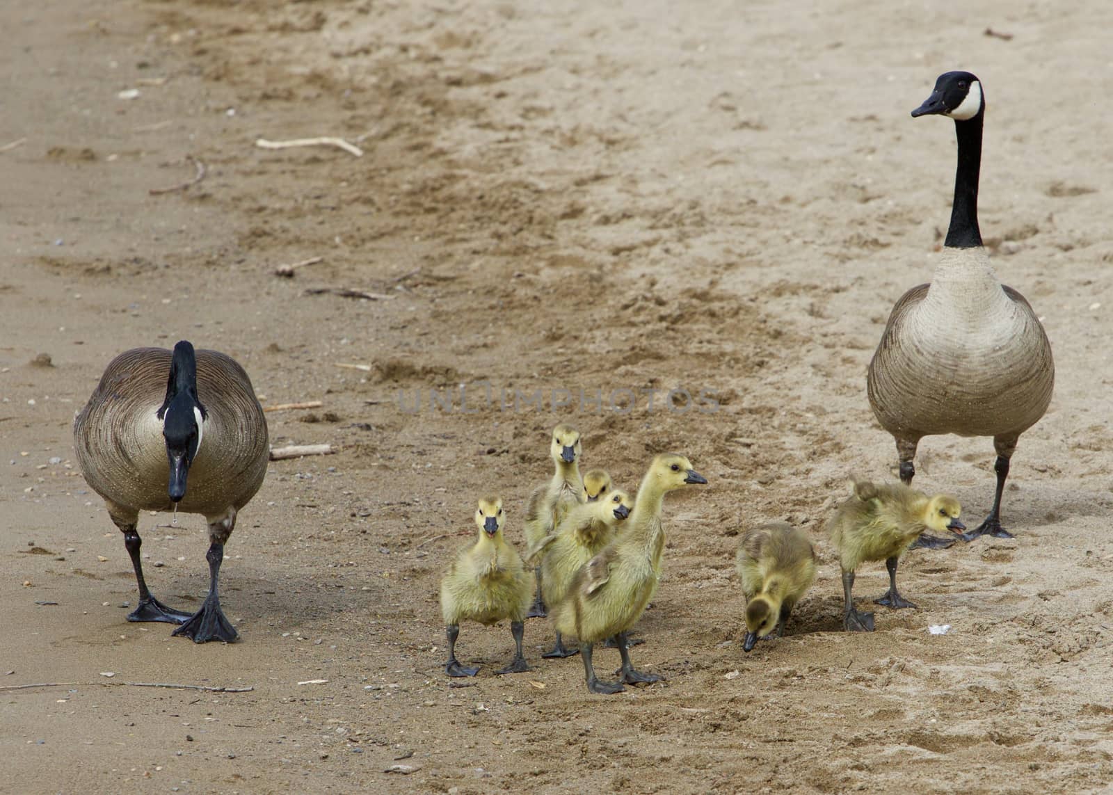 Funny chick is imitating his parents