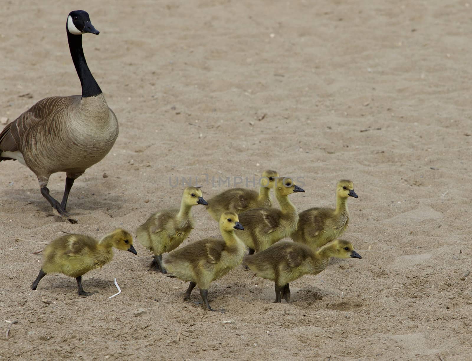 Funny young geese on the beach by teo