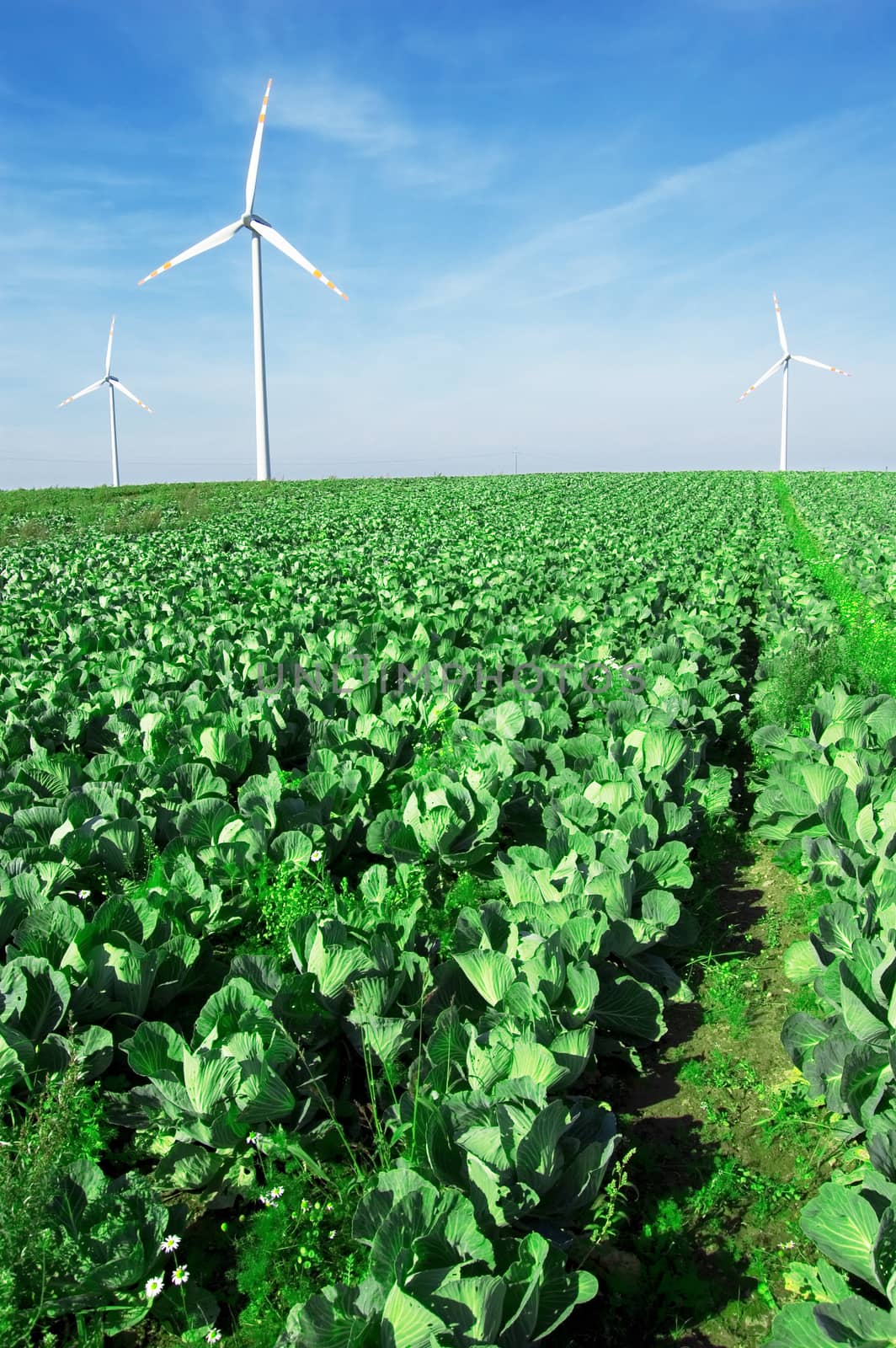 Energy conceptual image. Windmills on cabbage field.