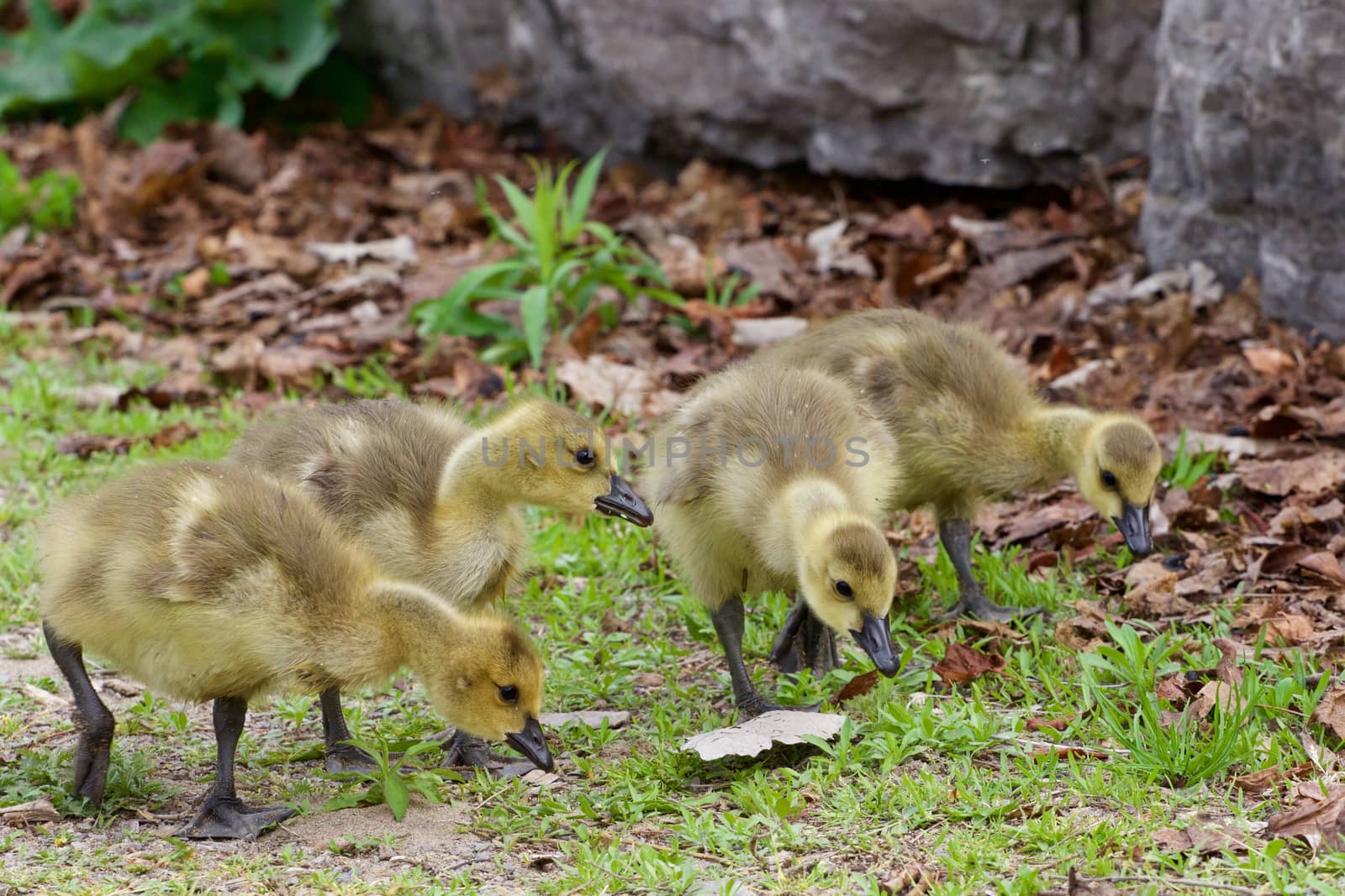 Search of the food by the young cackling geese