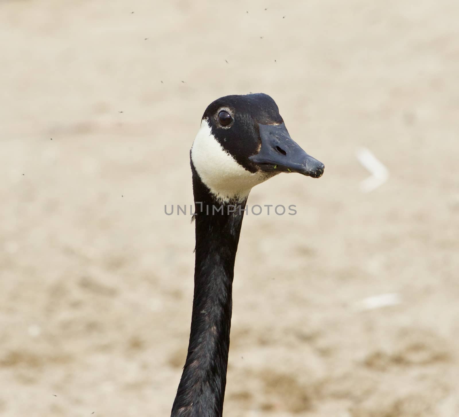 Funny head of a cackling goose