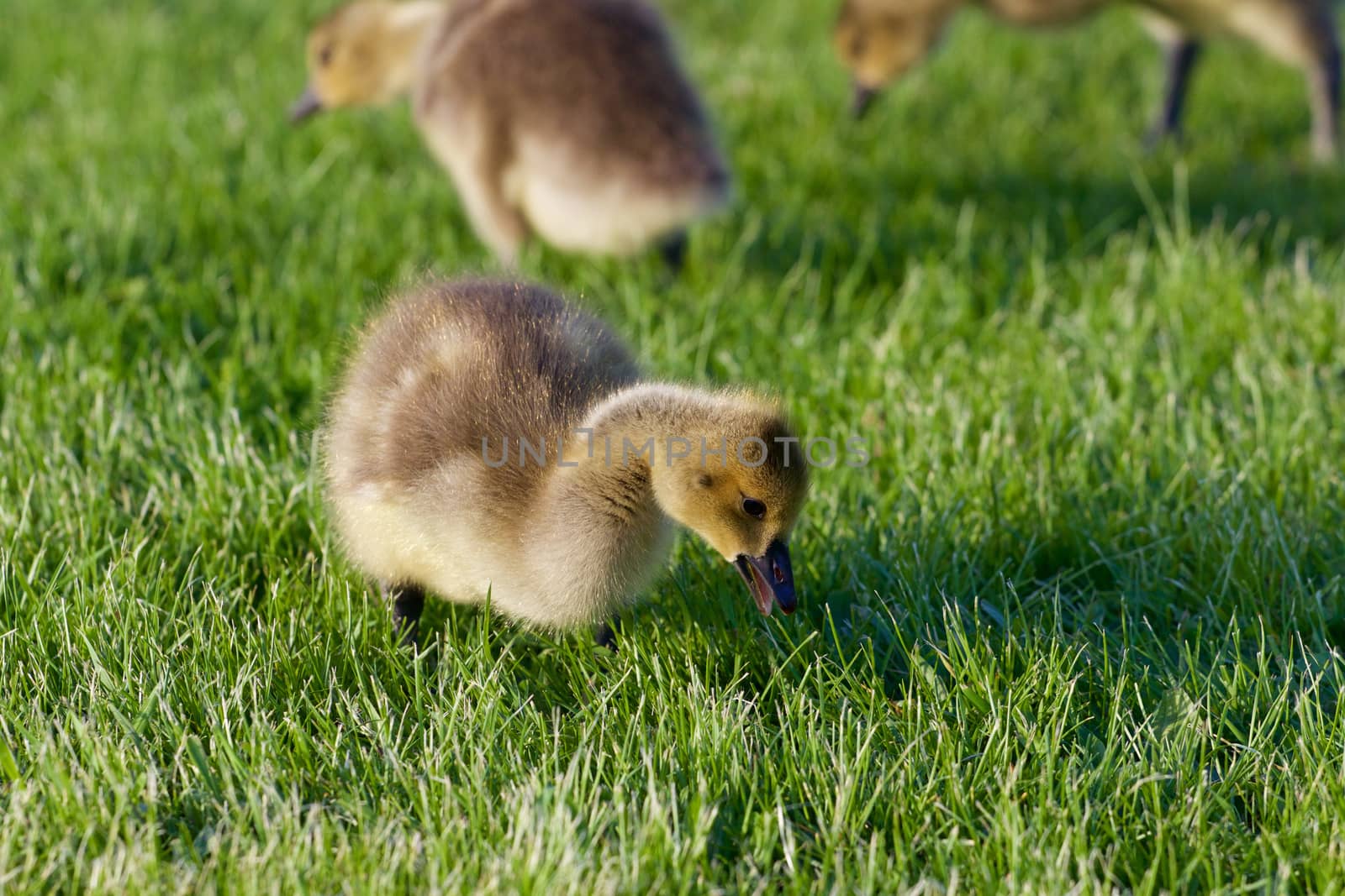 The young cackling geese on the grass by teo