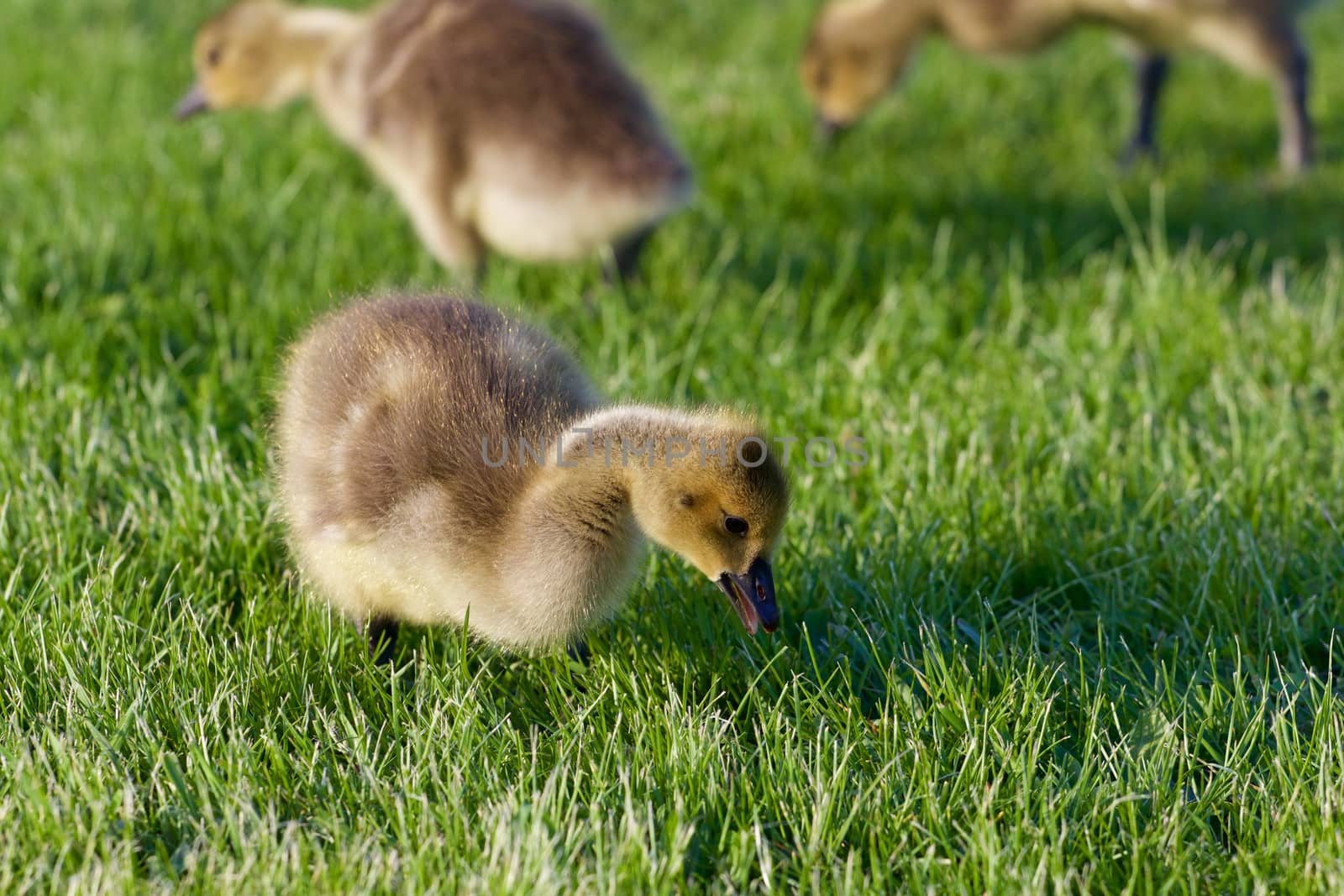 The young geese are searching for the food by teo