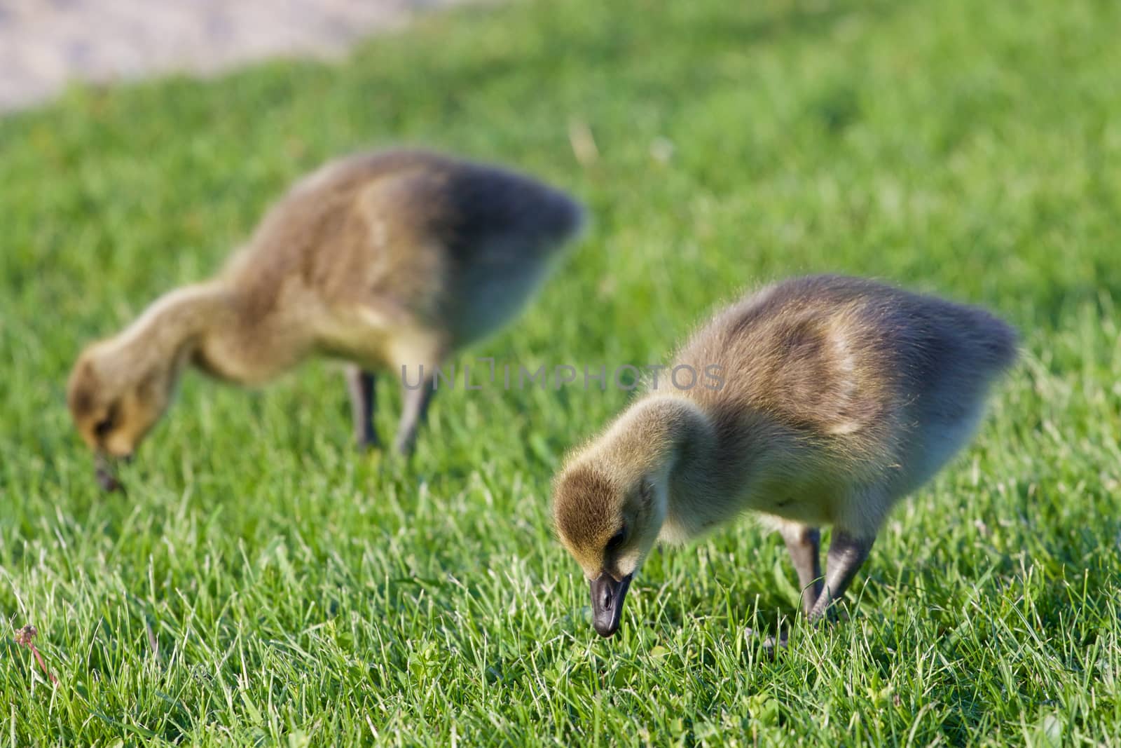 Two young cackling geese are eating the grass