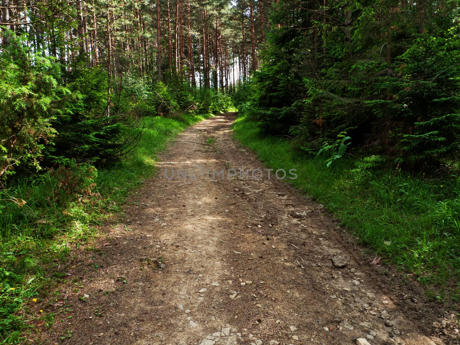 Forest Road by jol66