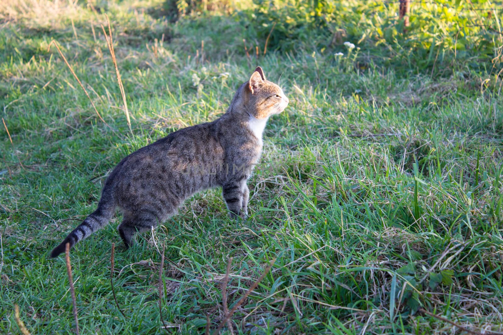 Cat watch the sunset standing on the grass