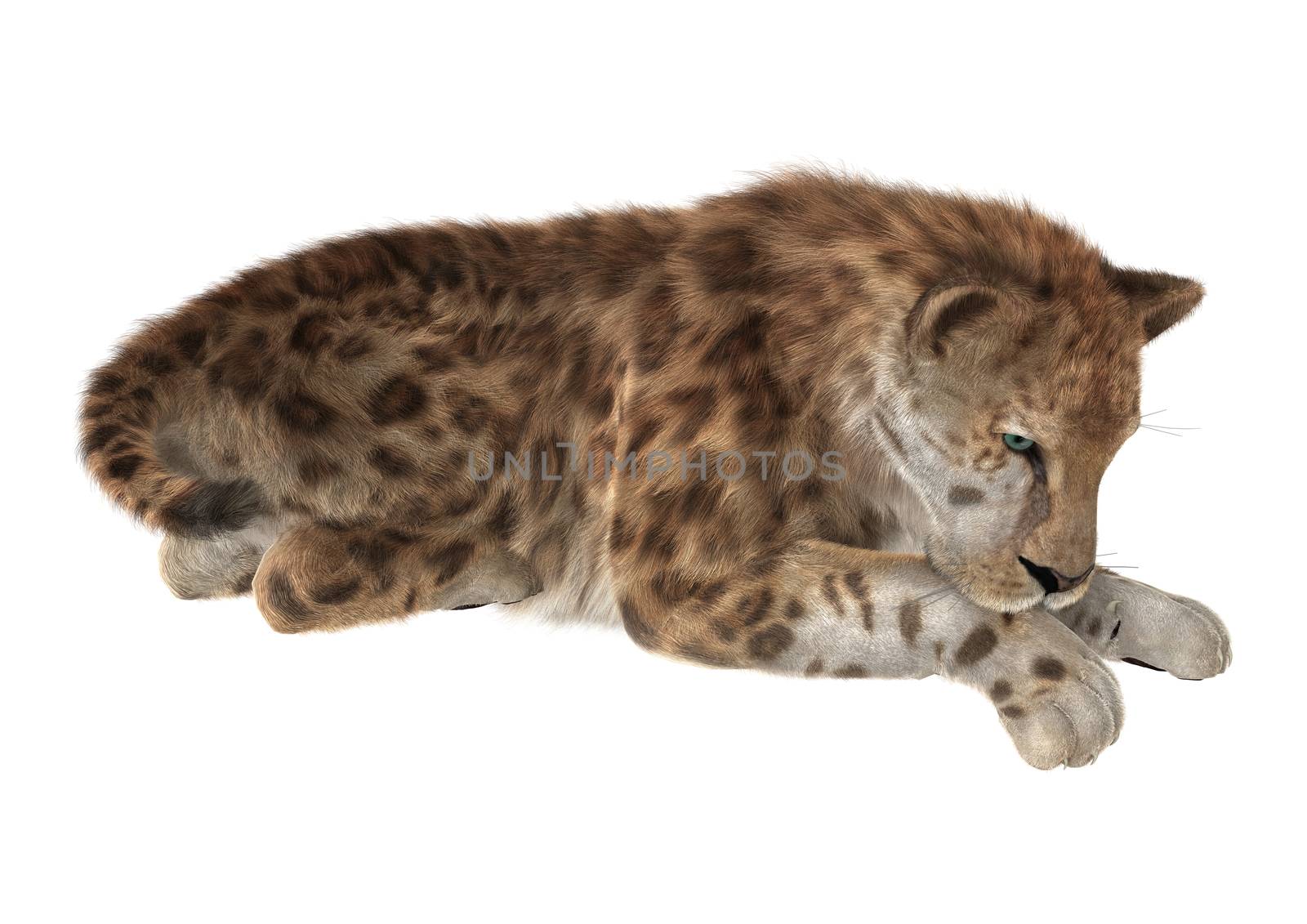 3D digital render of a smilodon or a saber toothed cat isolated on white background