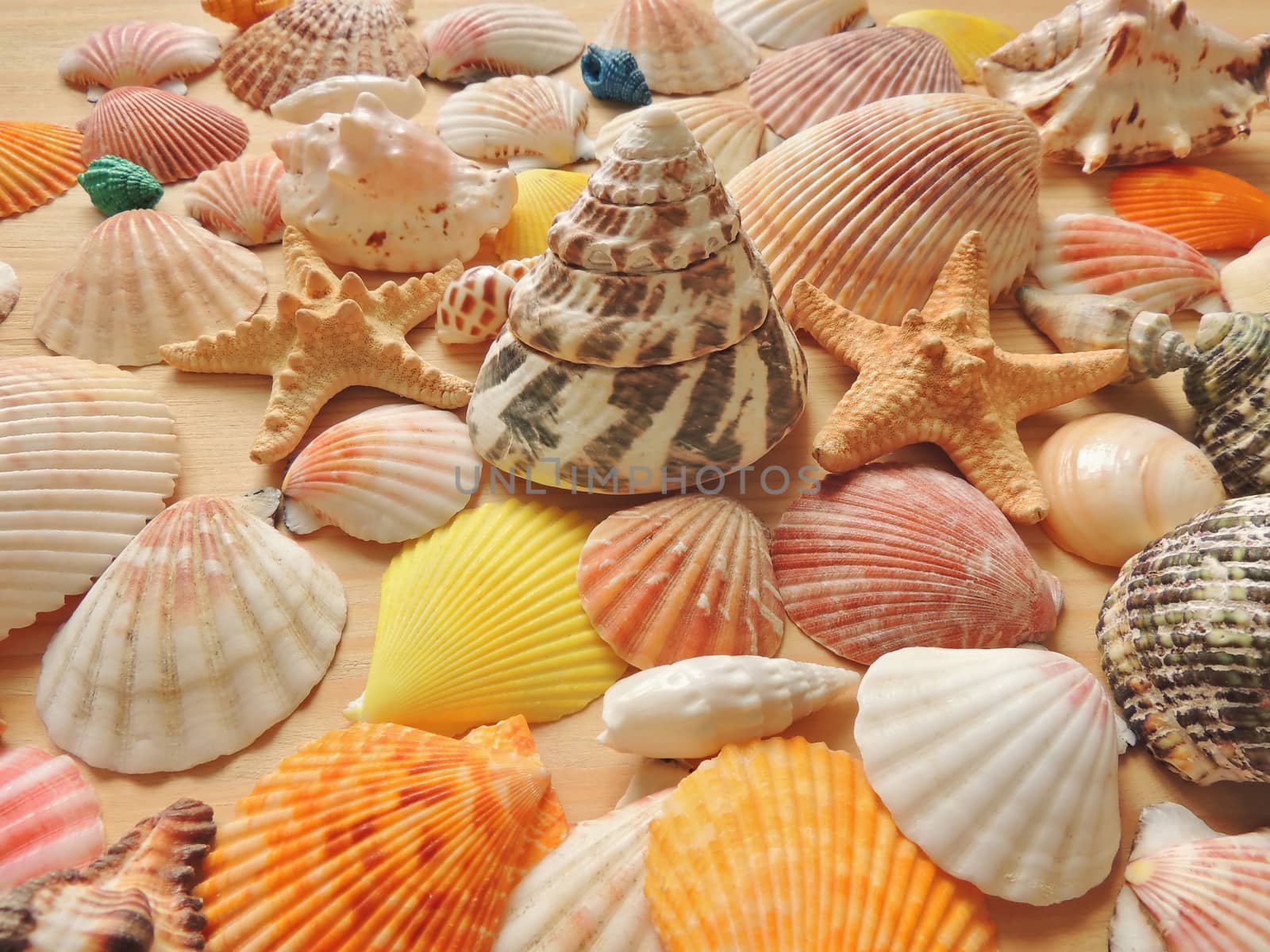 colored sea shell by Andre_BR