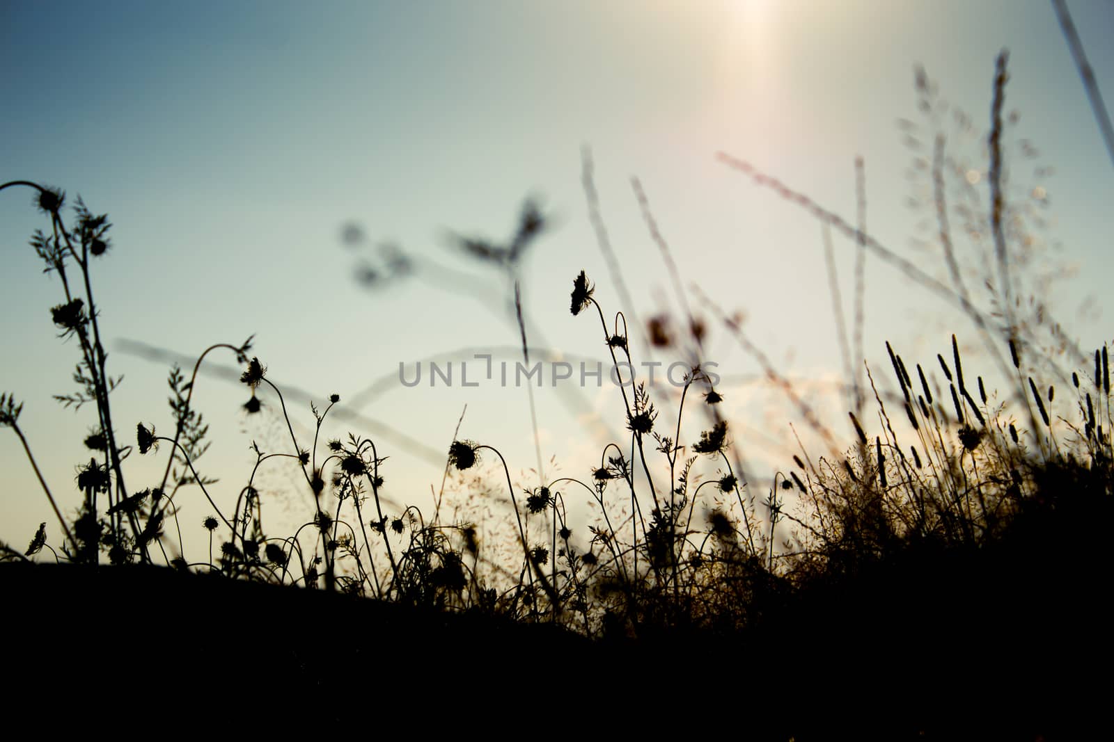 Grass silhouettes in a summer sunset light on a field