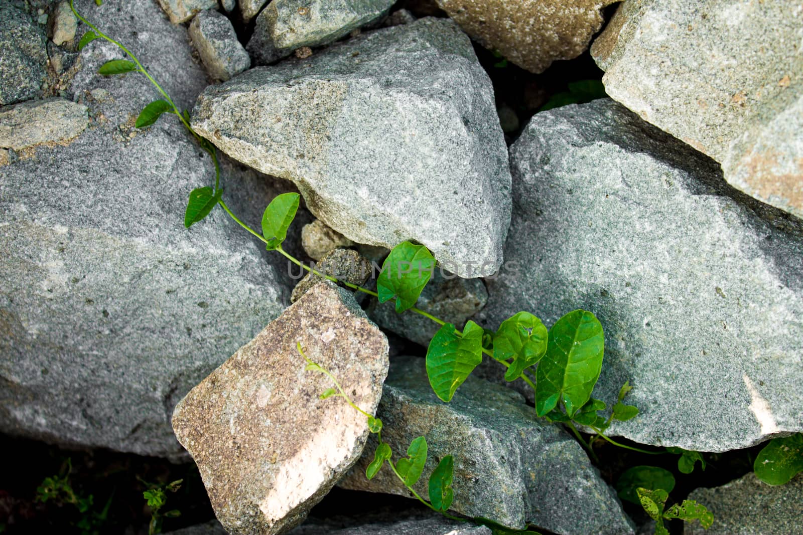 Leafs growing through rocks by Madrolly