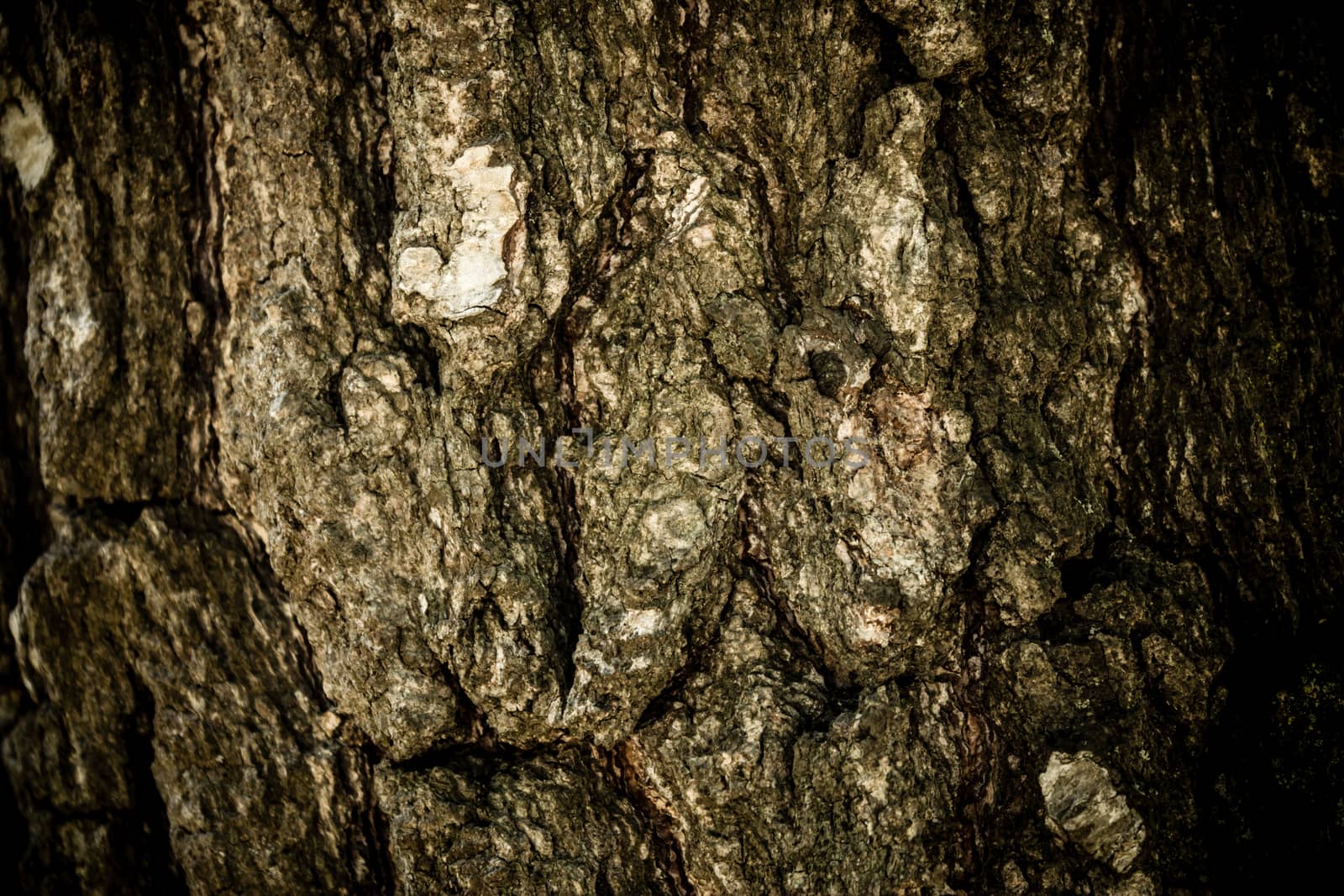 A close-up shot made to a tree