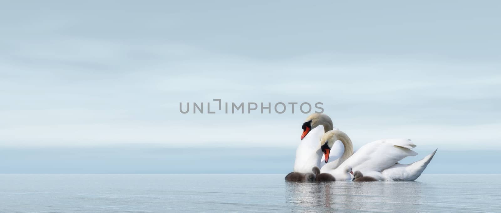 Swan family - 3D render by Elenaphotos21