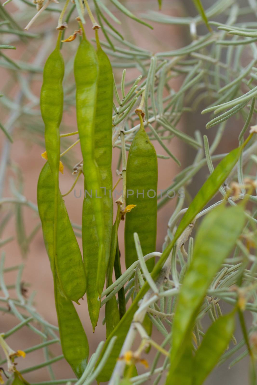 green bean pods hang from a desert plant