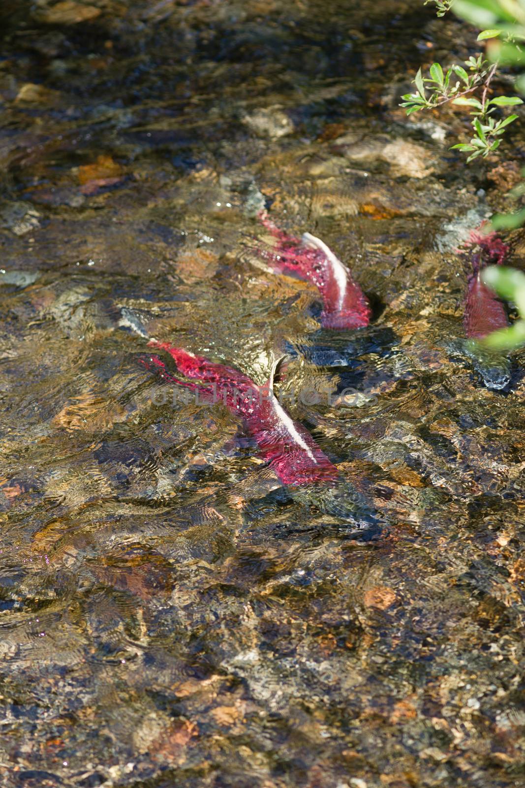 Spawning Fish Salmon Swim Stream Close To Death by ChrisBoswell