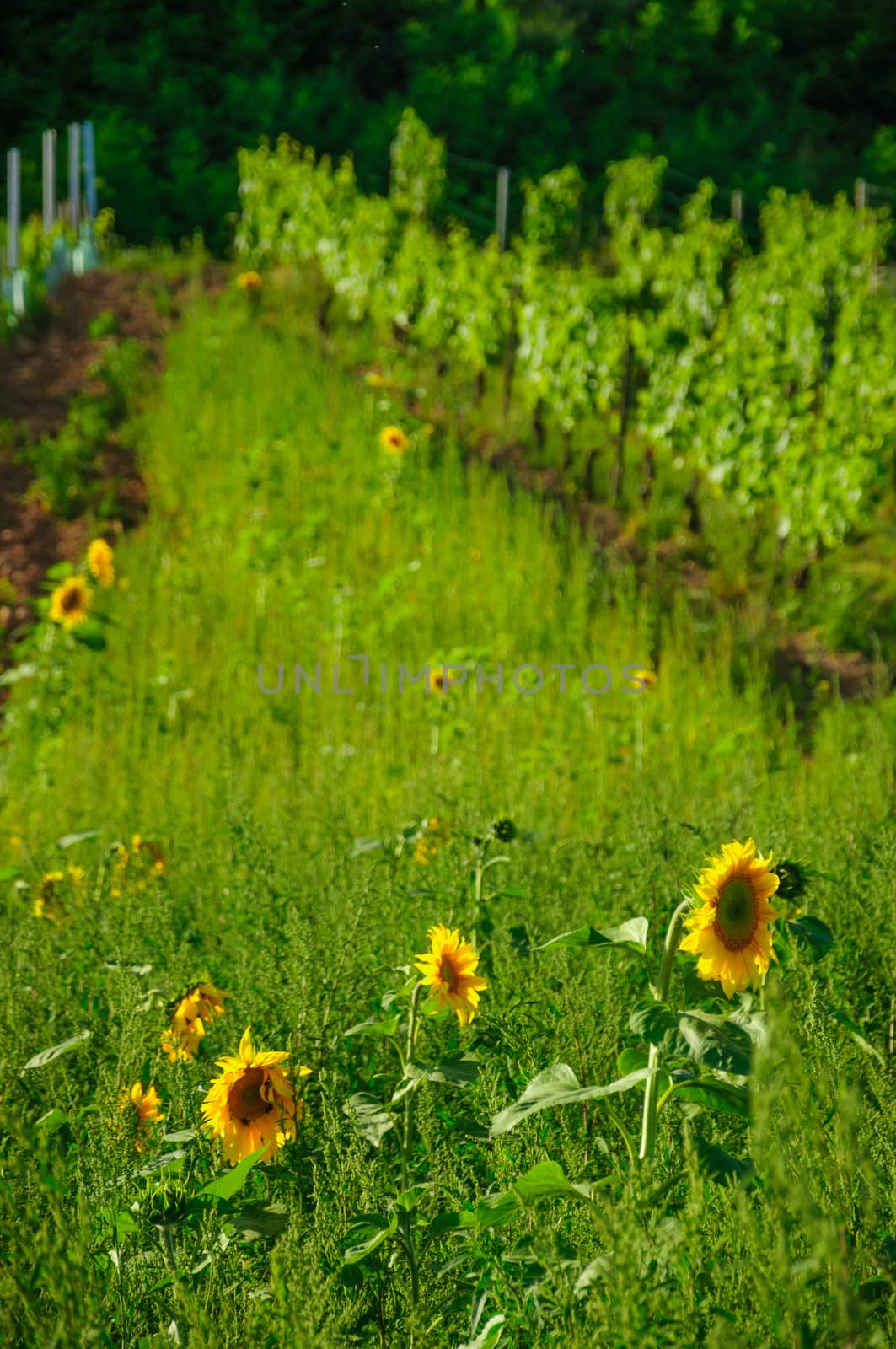 Fresh beautiful young yellow sunflowers near vineyard