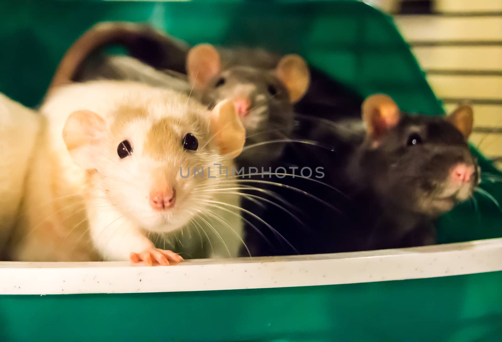 White dumbo rat sitting with cagemates in a litterbox and looking at the camera