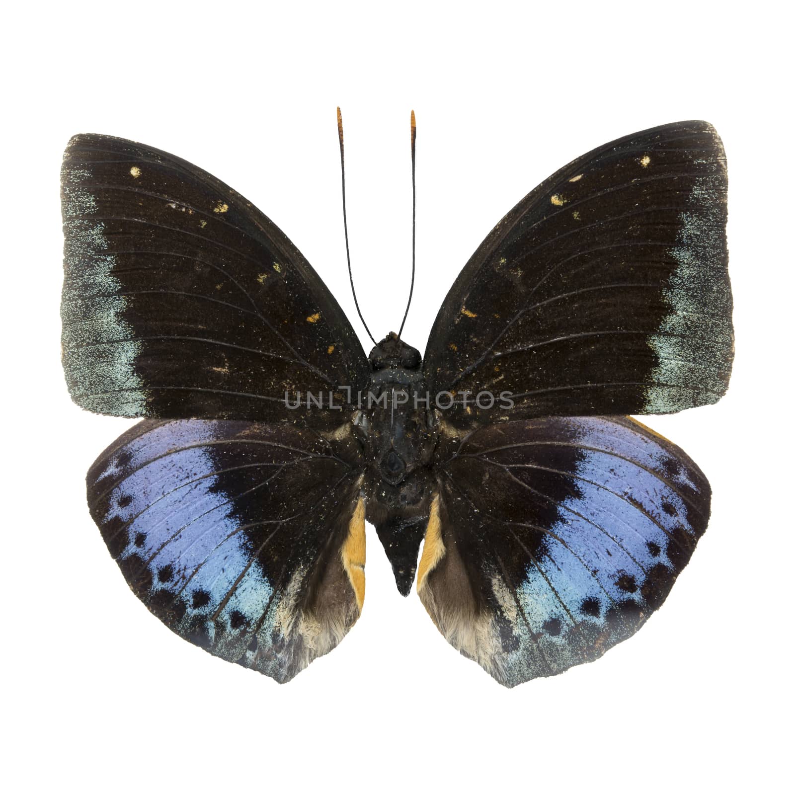 Blue and Green butterfly, male Common Archduke, (Lexias pardalis), upper wing, isolated on white background