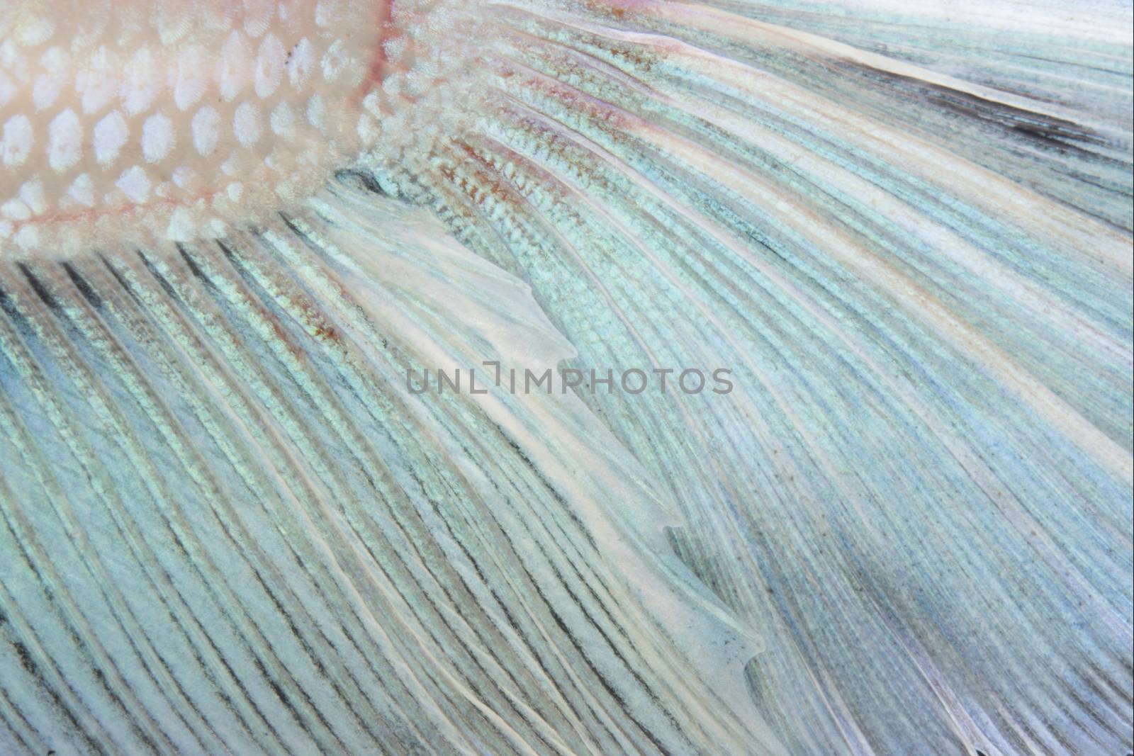 Nature colorful texture, tail of betta siamese fighting fish