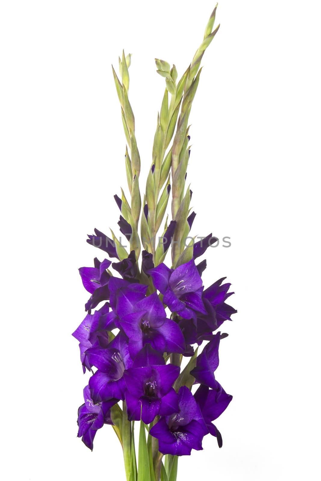 purple gladiolus flowers on white background