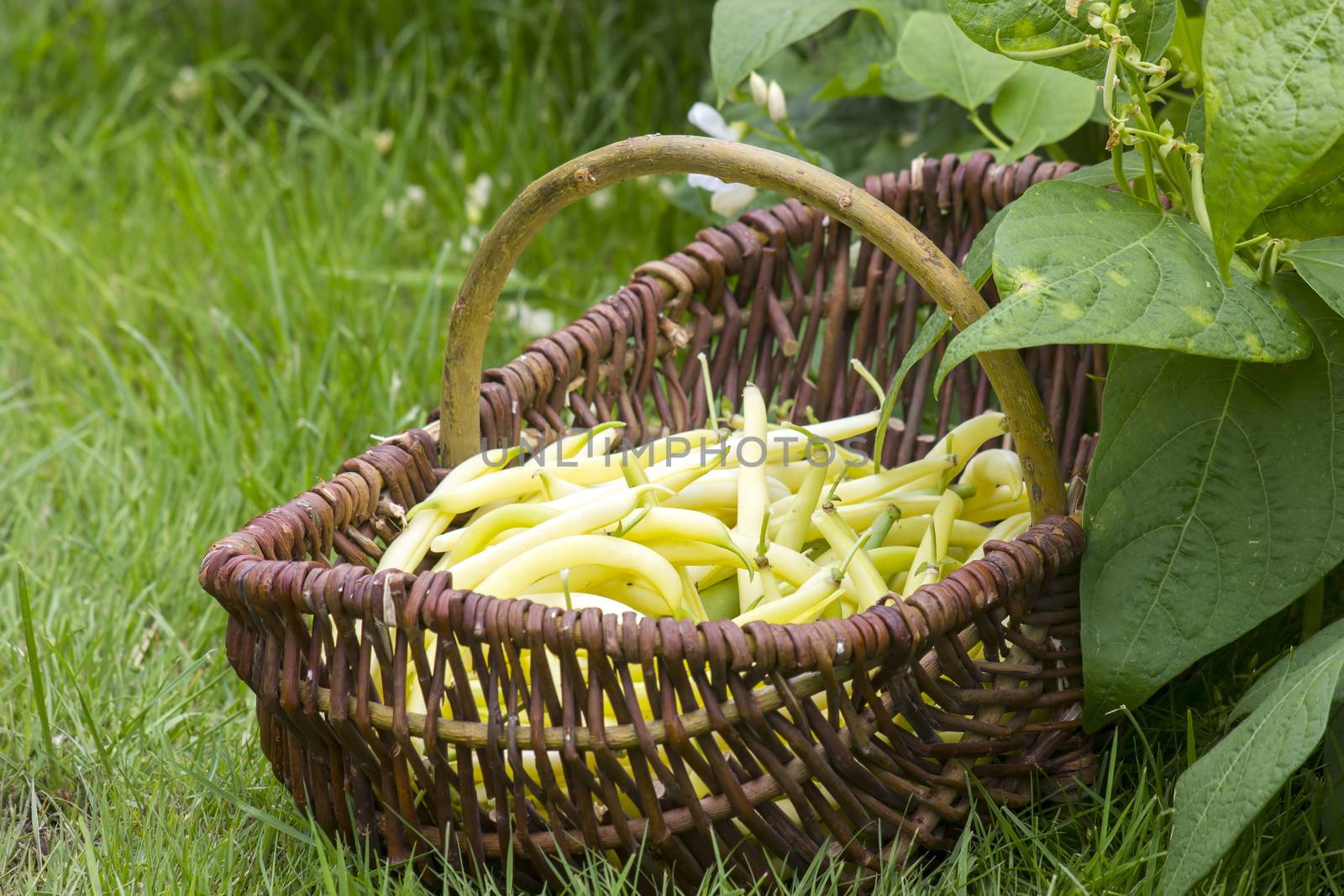 fresh yellow beans picked and put in a wicker basket