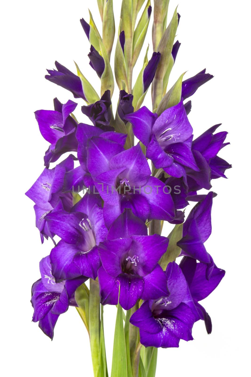 purple gladiolus flowers by miradrozdowski