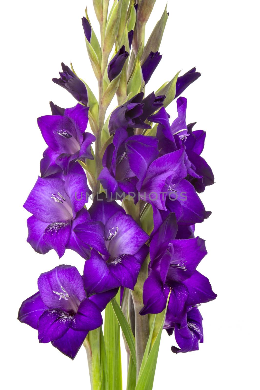 purple gladiolus flowers on white background
