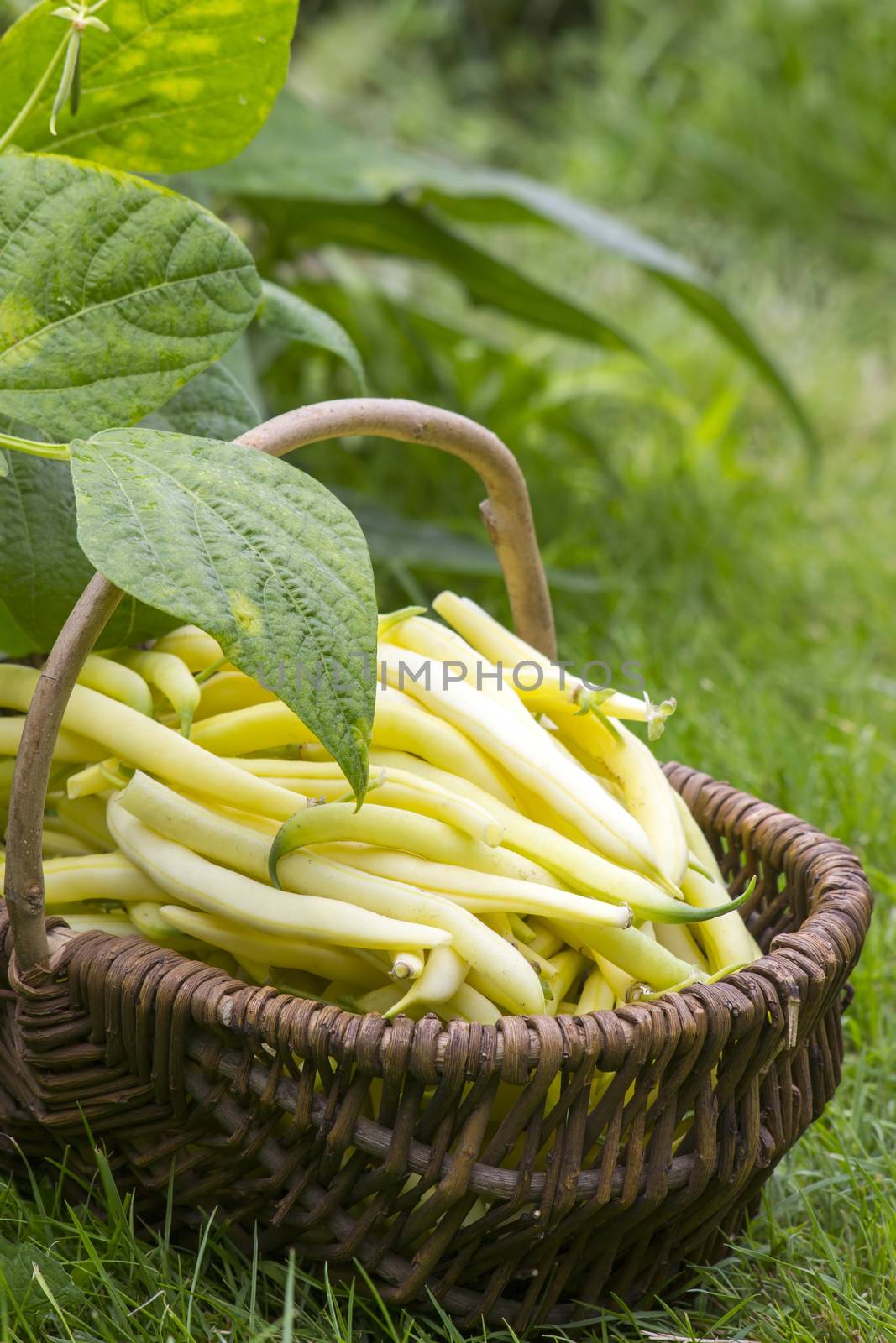 fresh yellow beans picked and put in a wicker basket