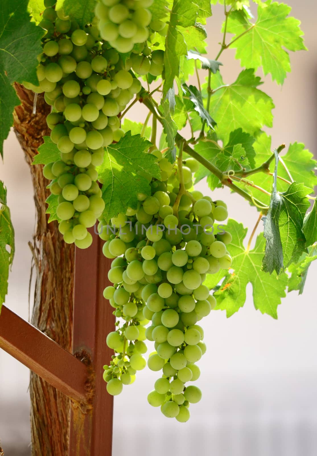 Picture of an unripe  grapes  with the sunlight beautifully shining through the vine leaves