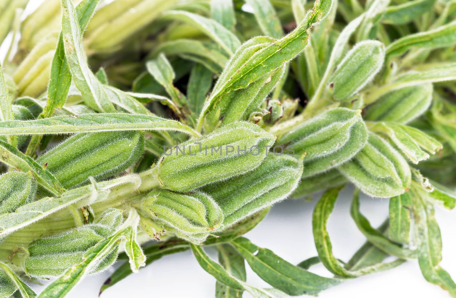 Plant fresh black Sesame pod closed up