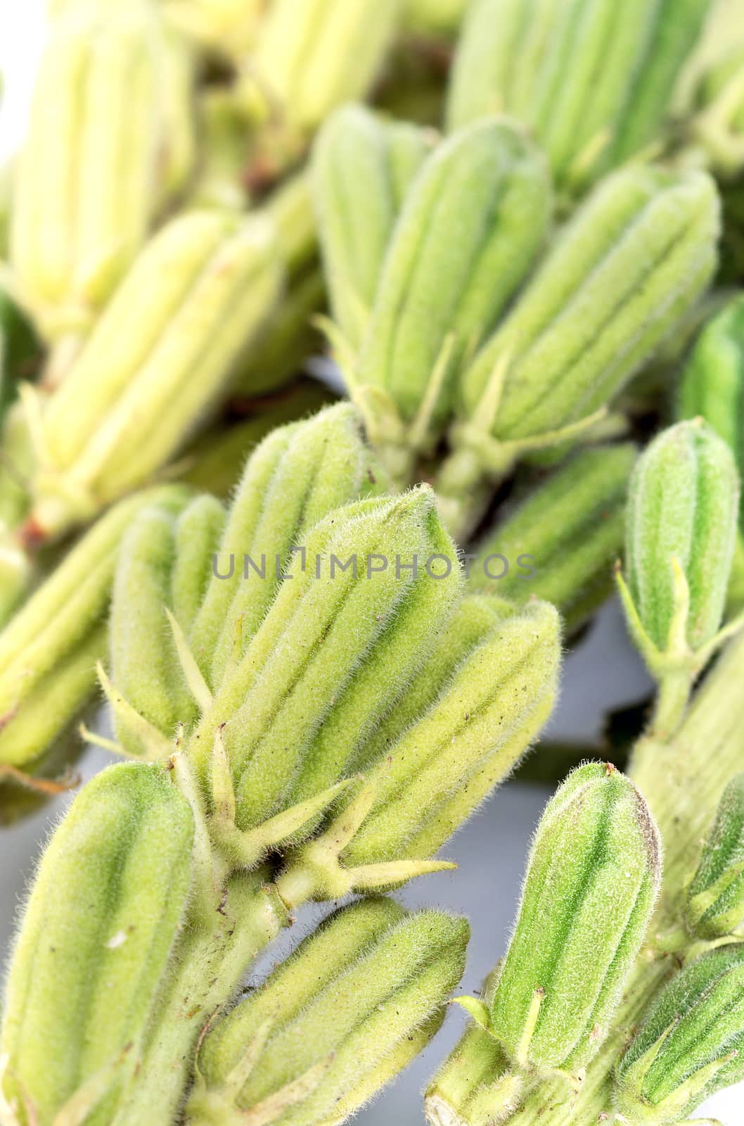 Plant fresh black Sesame pod closed up