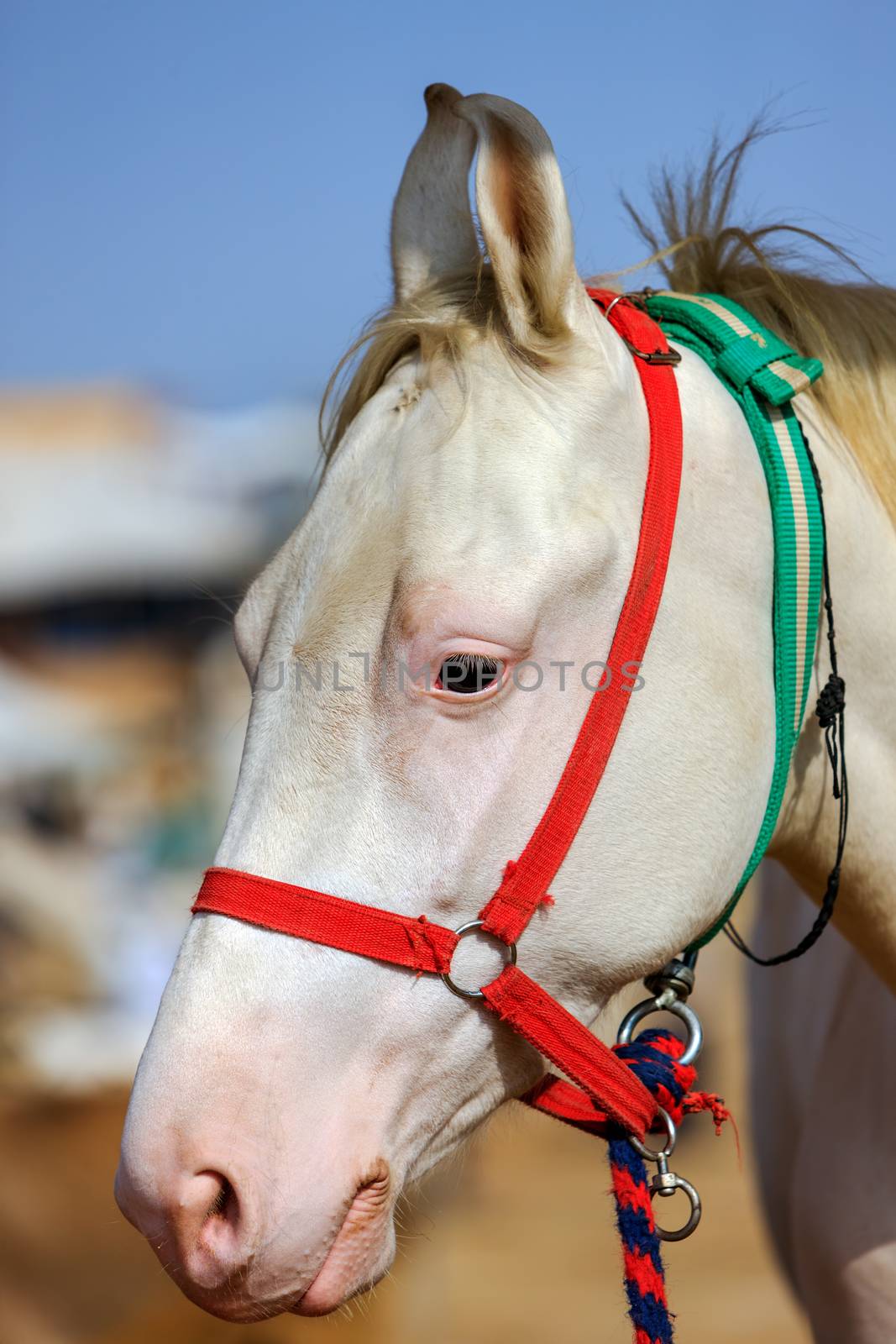 White horse at Pushkar Fair in Rajasthan, India, Asia