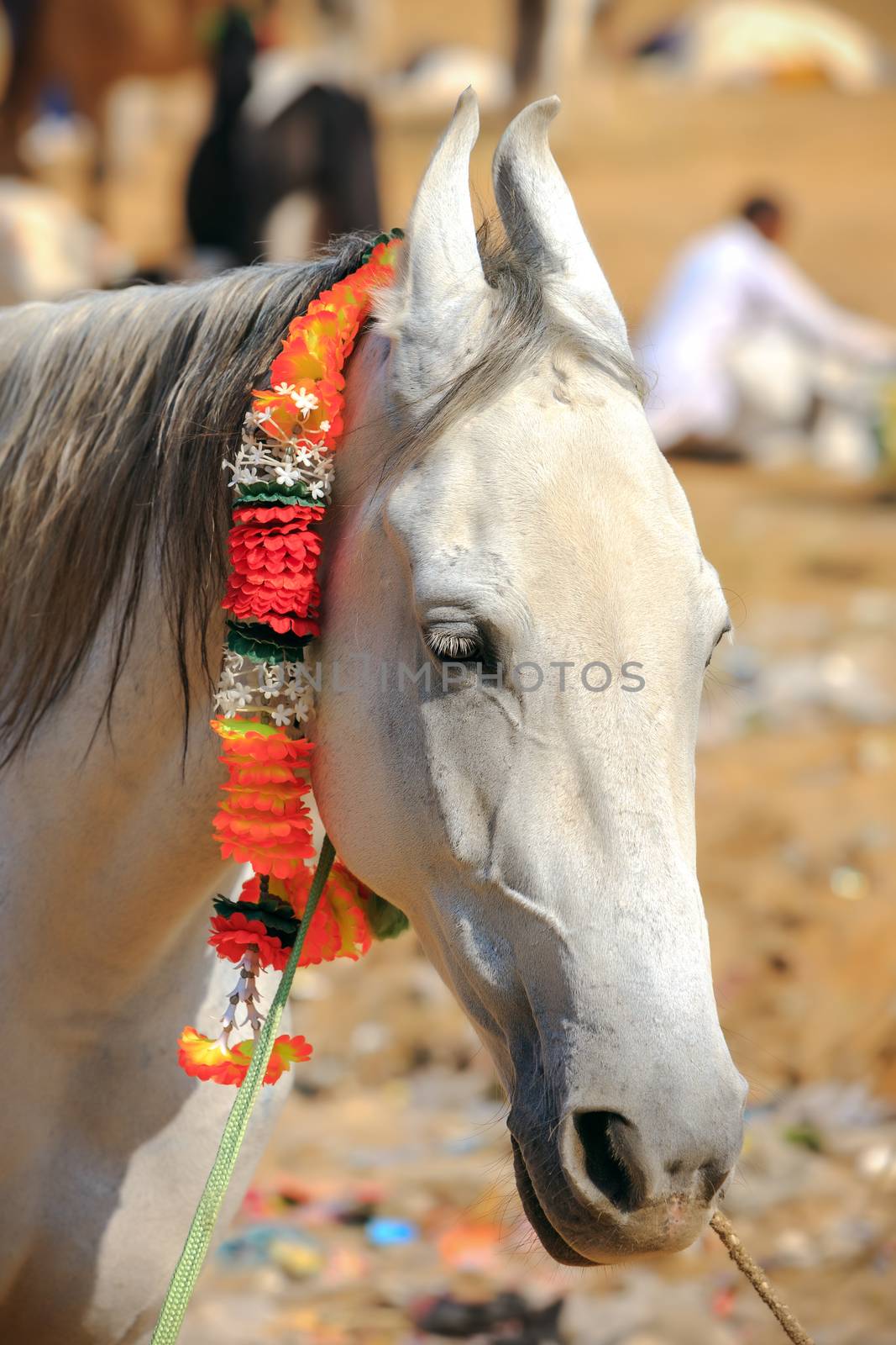 White horse at Pushkar Fair in Rajasthan, India by vladimir_sklyarov