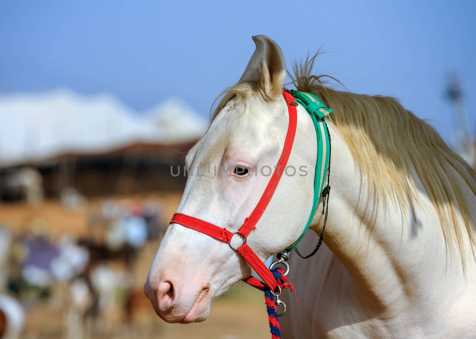 White horse at Pushkar Fair in Rajasthan, India by vladimir_sklyarov