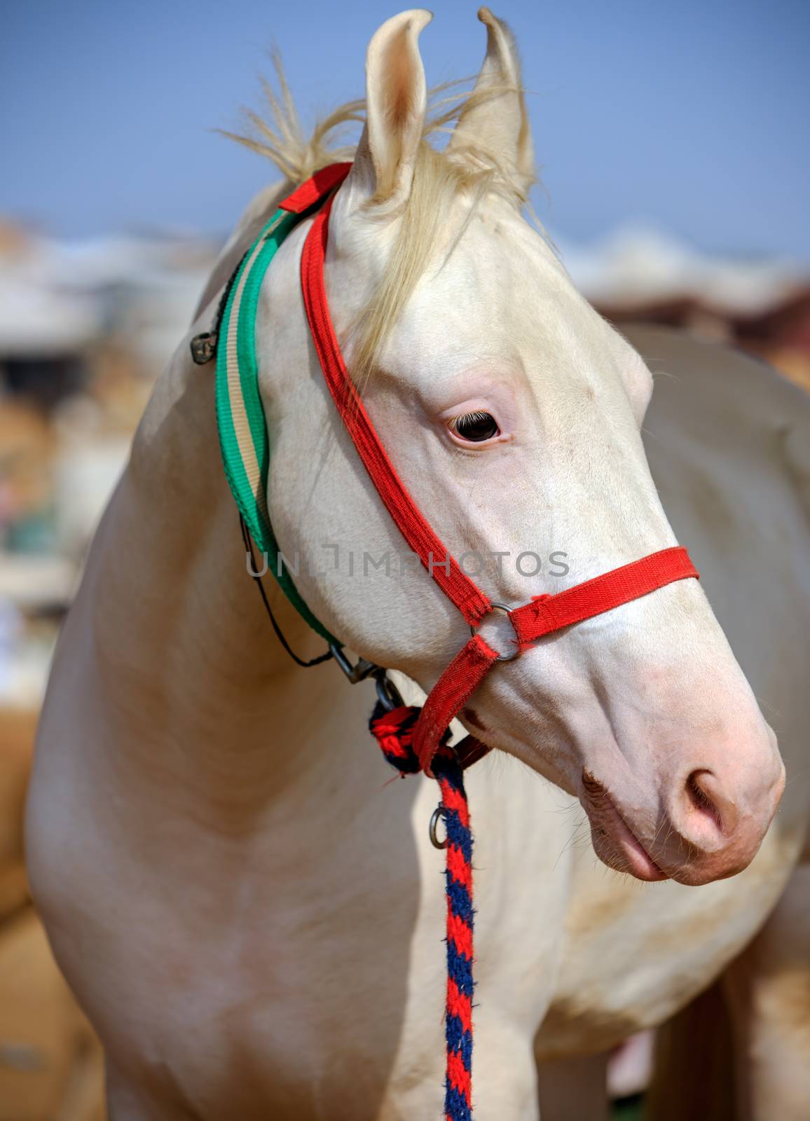 White horse at Pushkar Fair in Rajasthan, India, Asia