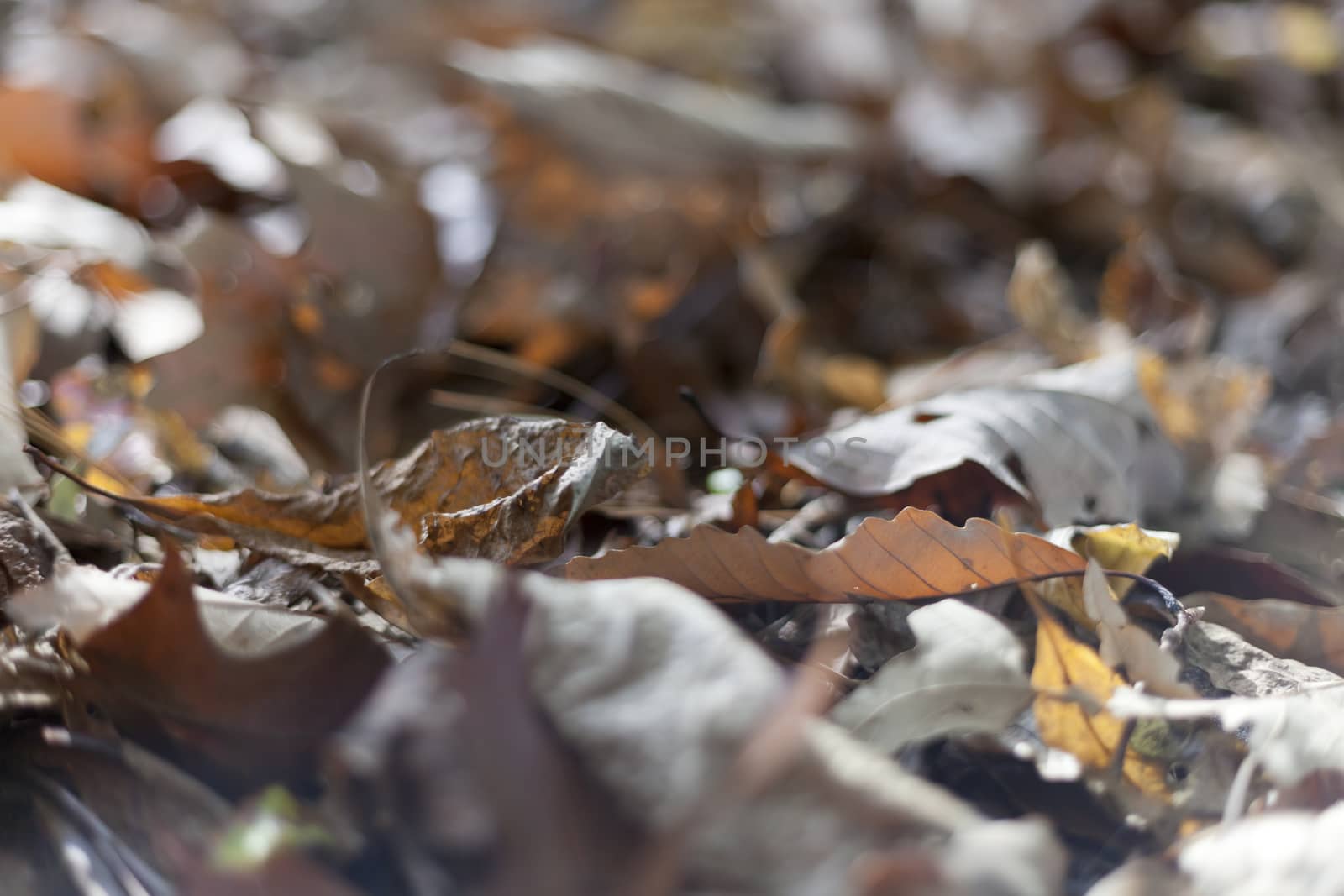 Colorful background of autumn leaves