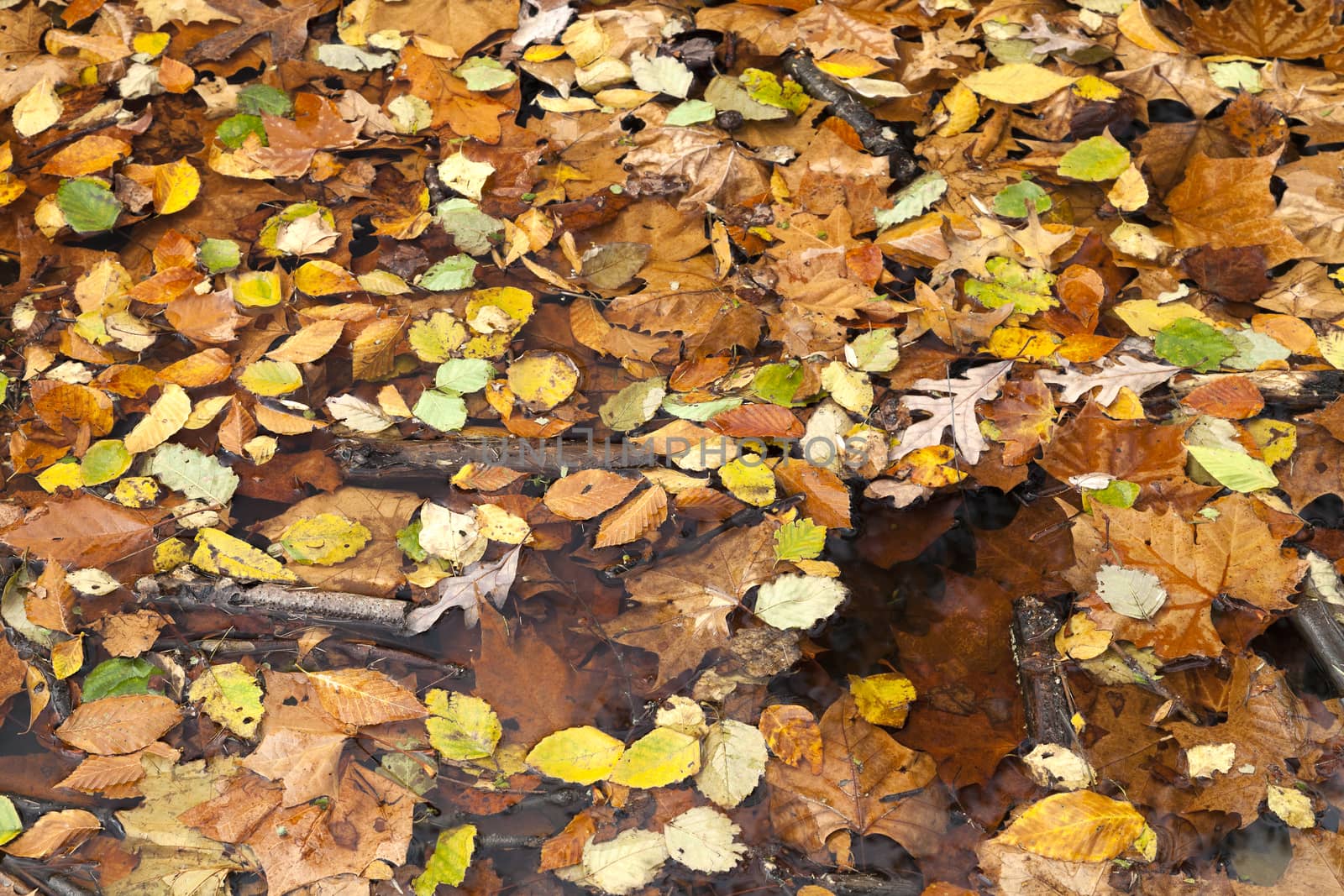 Abstract background of autumn leaves by hanusst