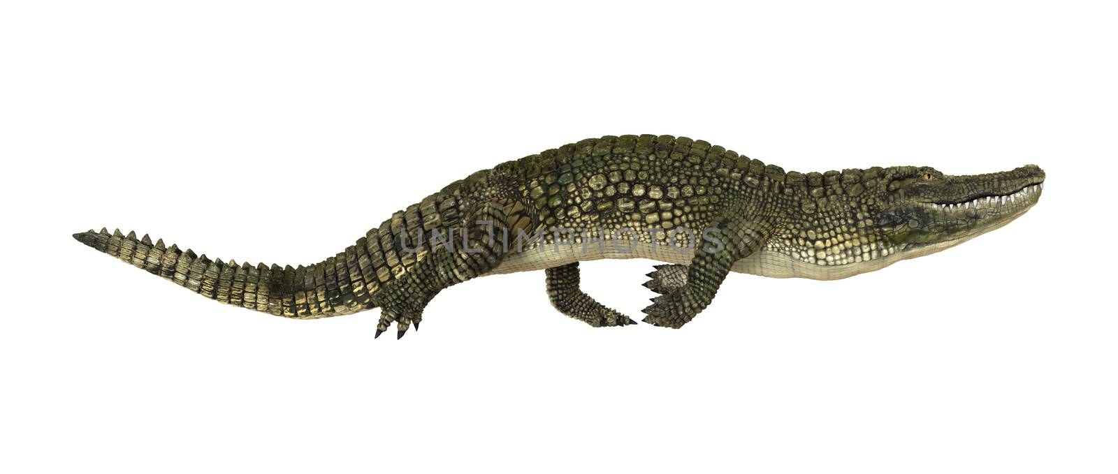 3D digital render of an American alligator isolated on white background