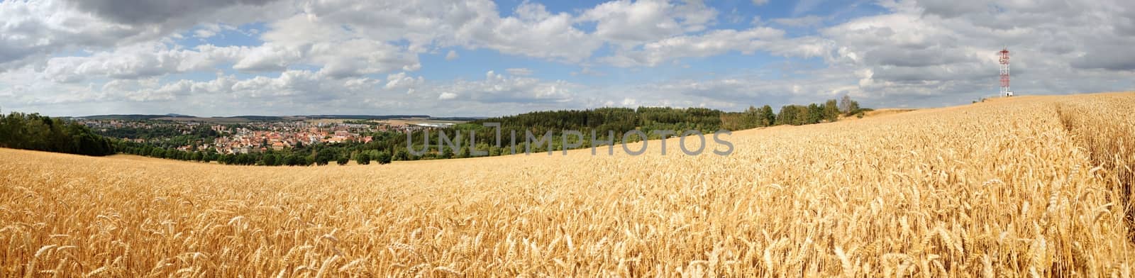 Summer panorama cornfield and a small city under blue skies