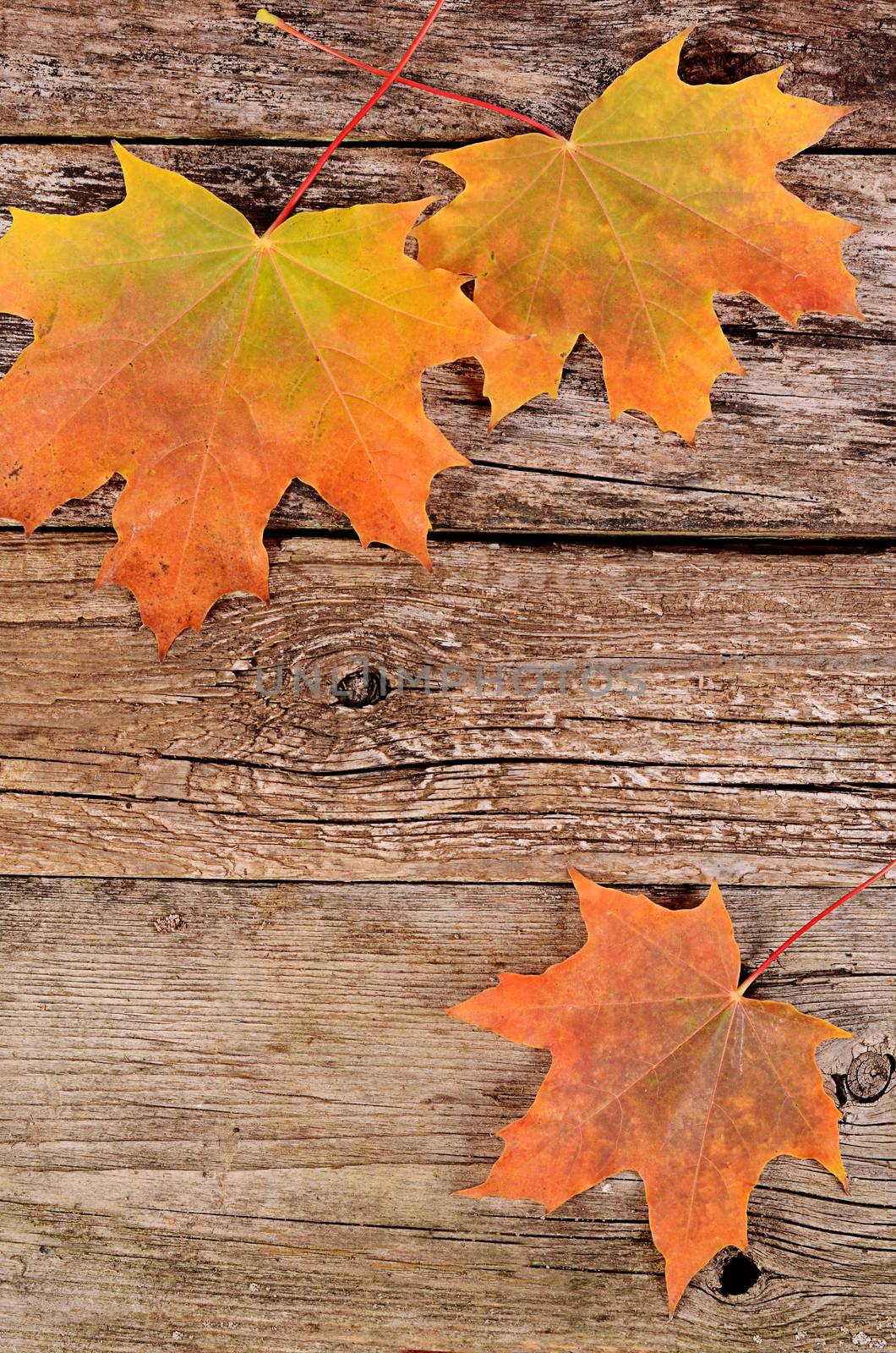 The autumn maple leaves on wooden background