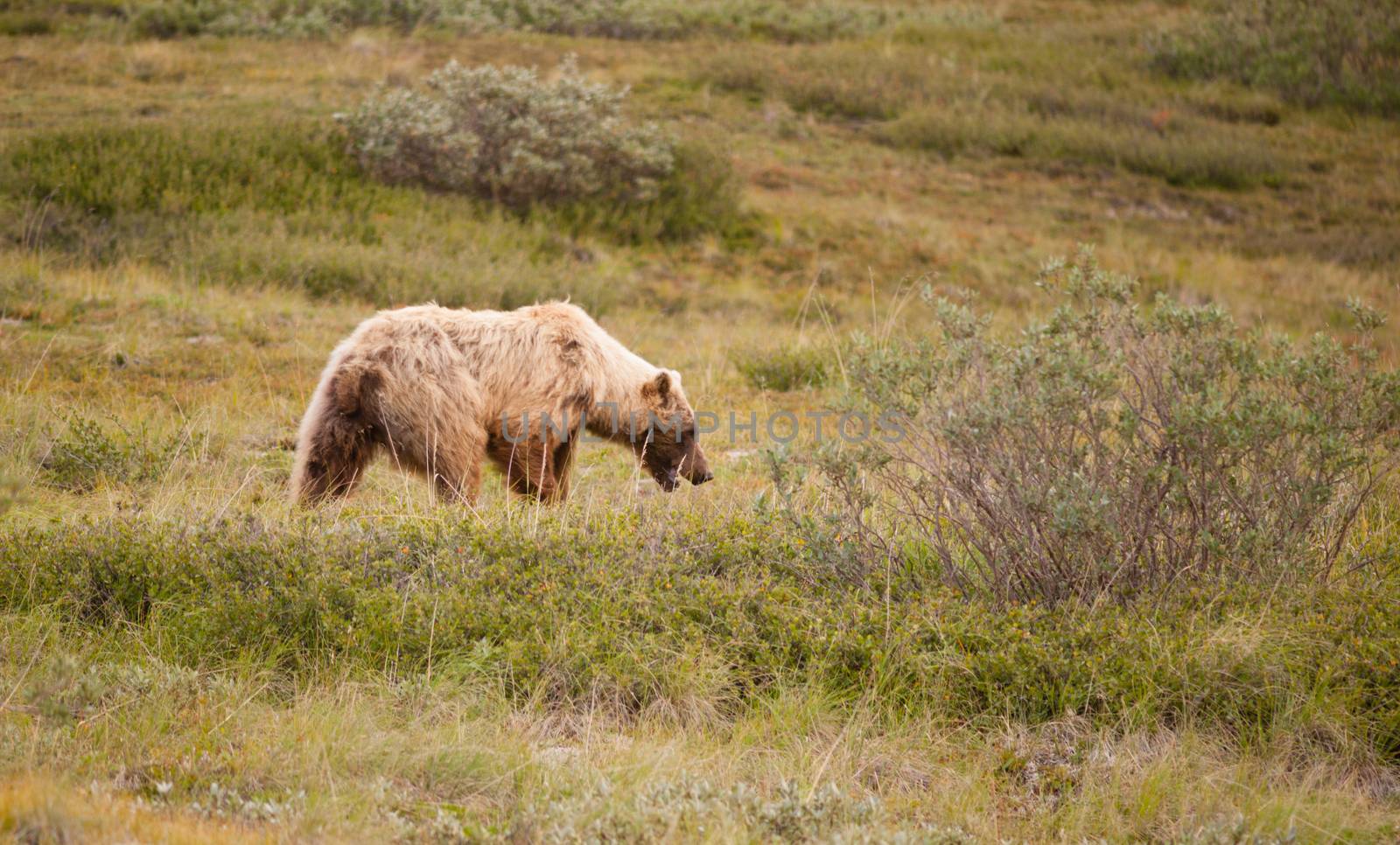 Large Wild Grizzly Bear Foraging Denali National Park Alaska Wil by ChrisBoswell