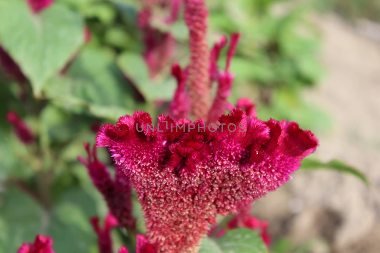 Red Cockscomb. Celosia Cristata flower