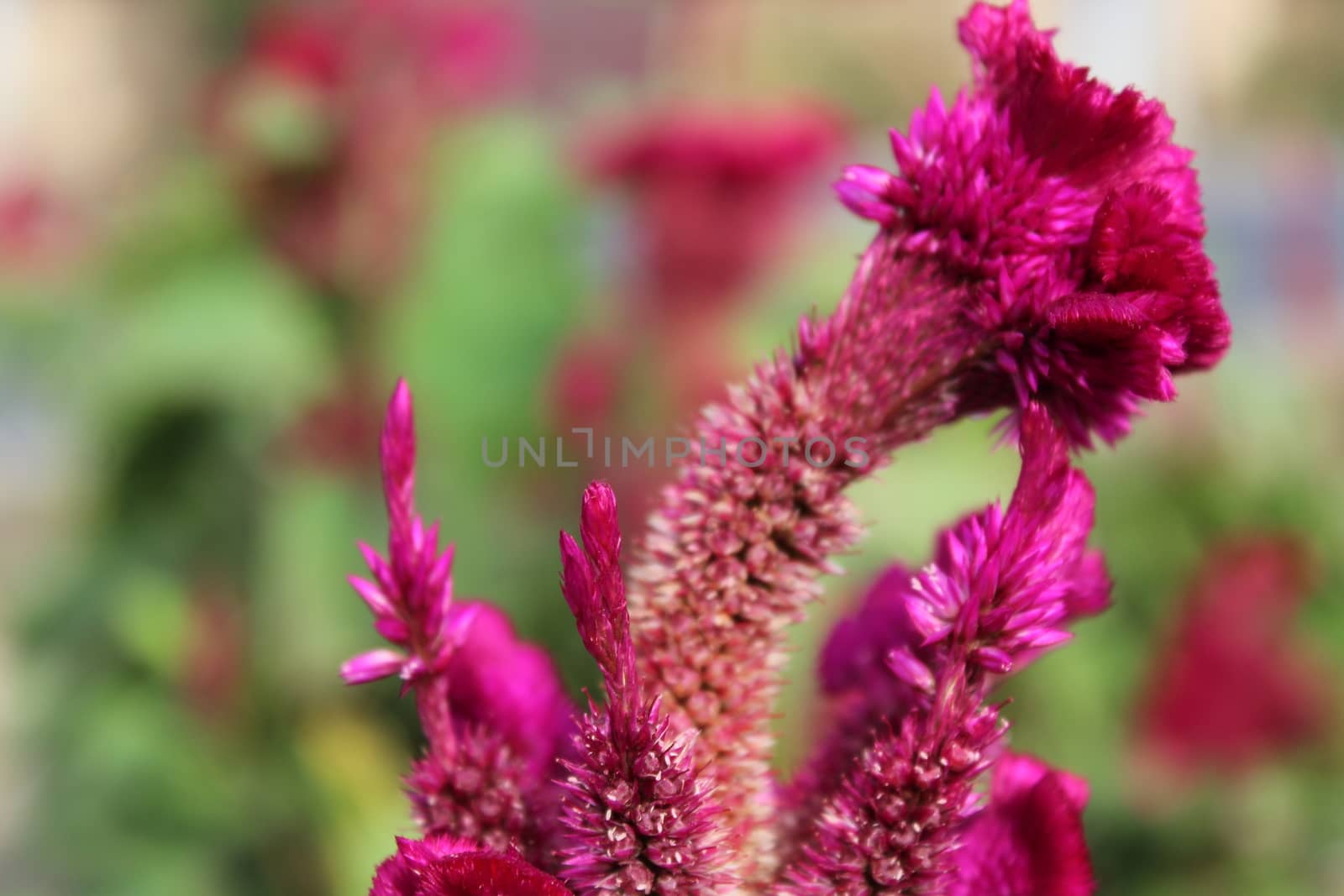 Celosia flower by nurjan100