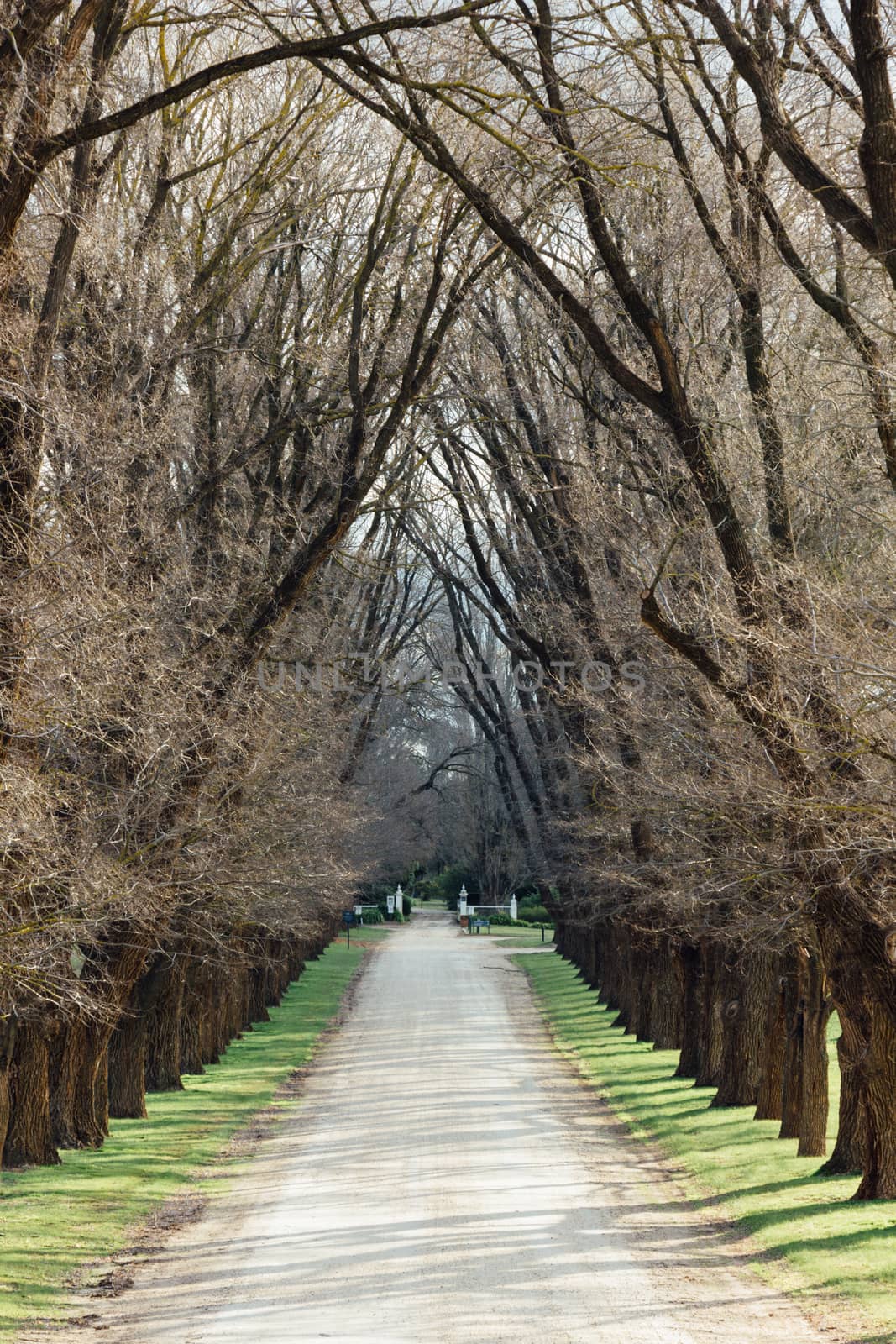 A gravel laneway lined with large trees on both sides.