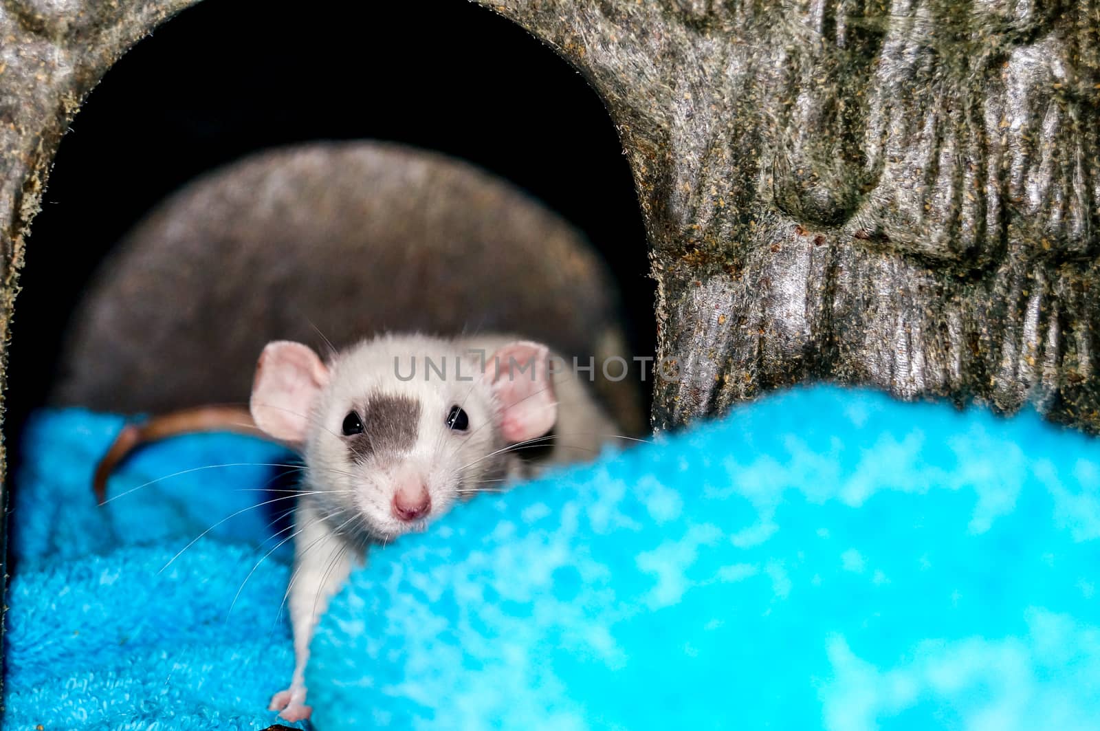 White dumbo rat inside a small animal house and looking at the camera