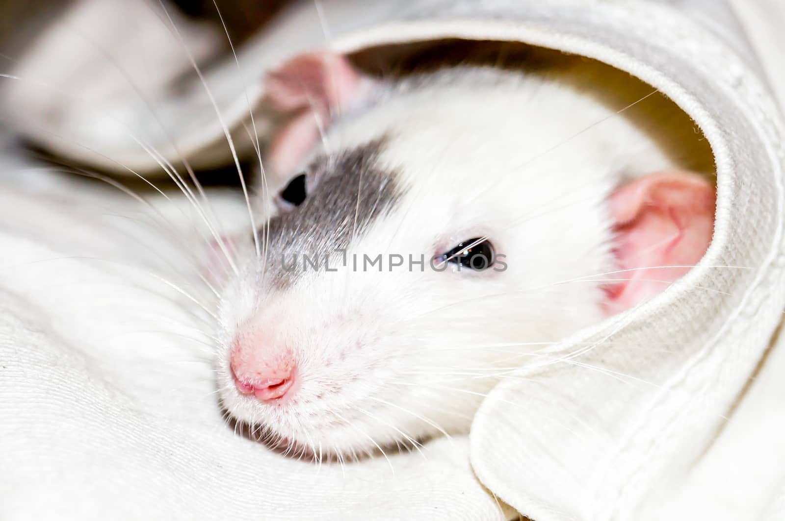 White dumbo rat under a blanket looking at camera