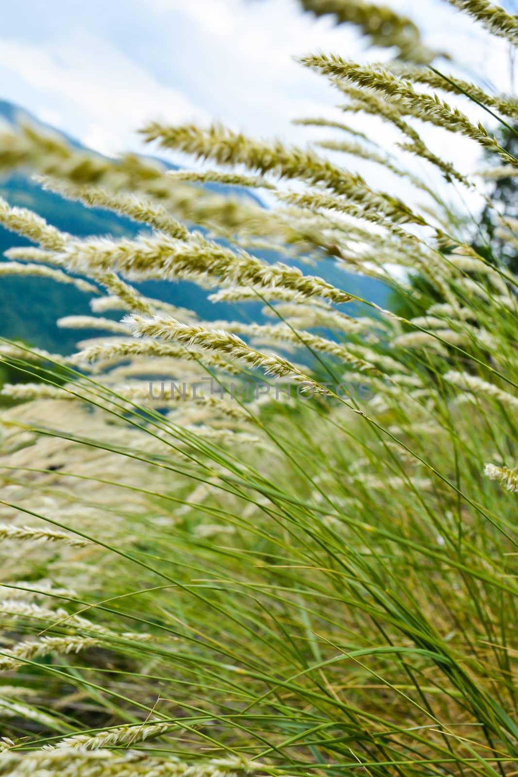 Closeup of grass bent on wind